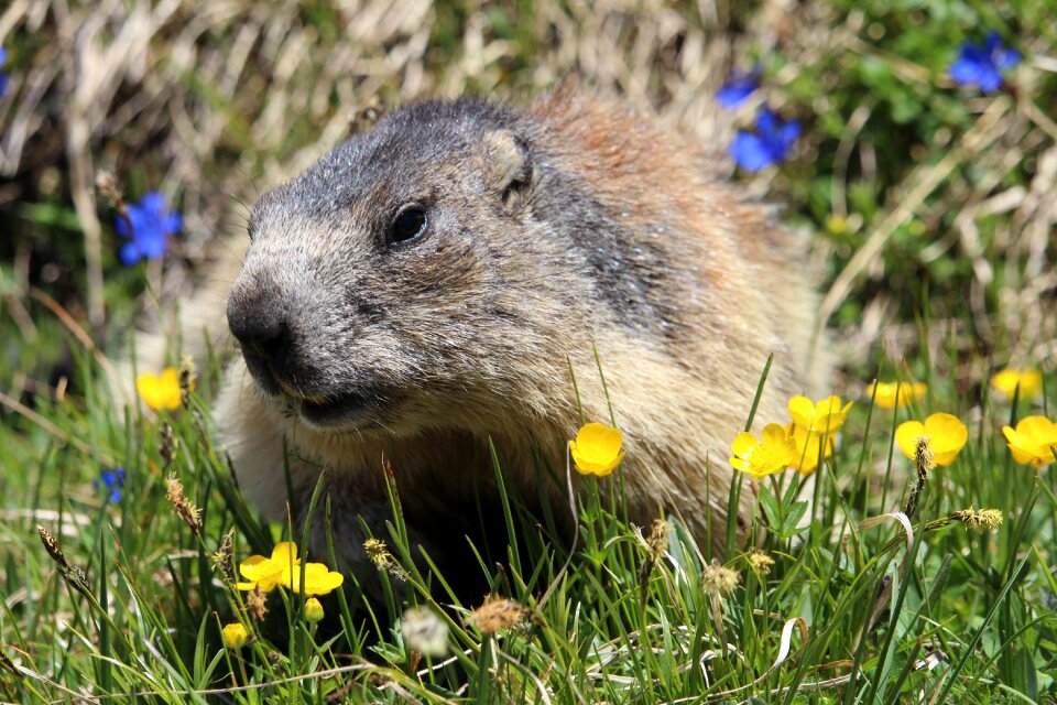 Marmot animal flower