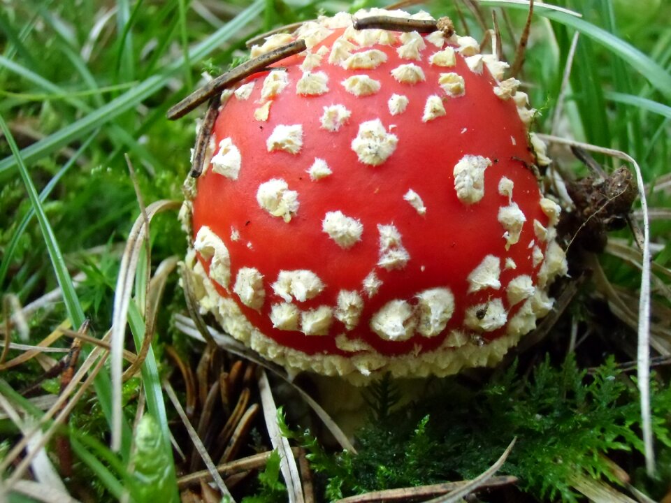 Mushrooms toxic autumn