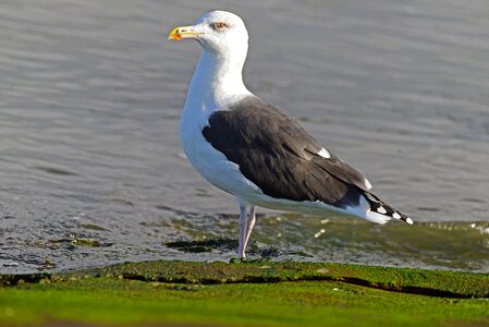 Gulls ring-billed largest gull