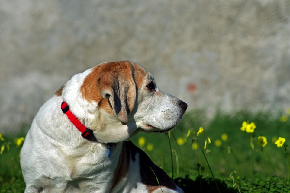 Hound friend elderly