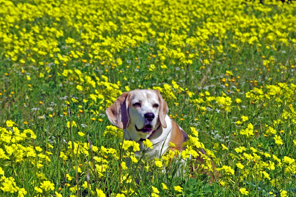 Hound friend elderly