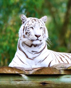 White tiger south africa seaview lion park photo