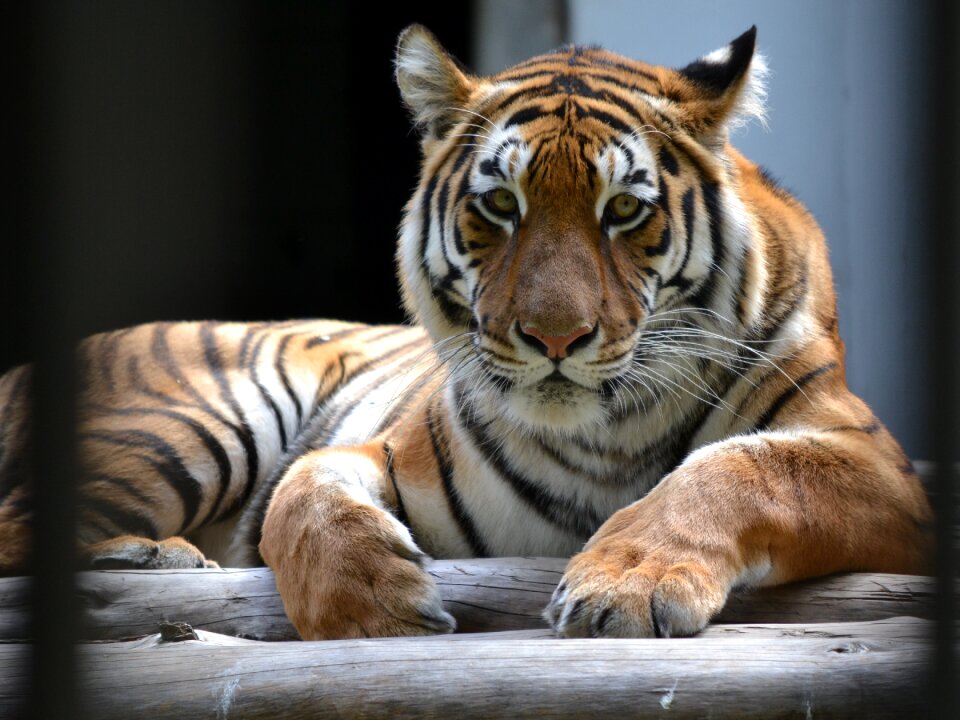 Tiger stripes webster city zoo