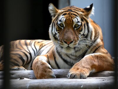 Tiger stripes webster city zoo