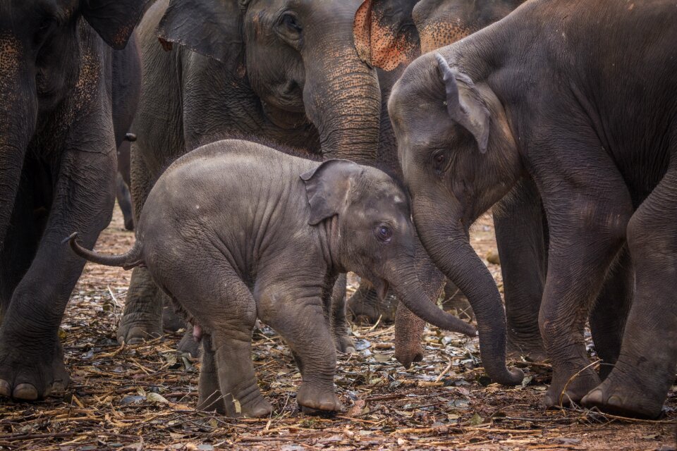Proboscis zoo protect