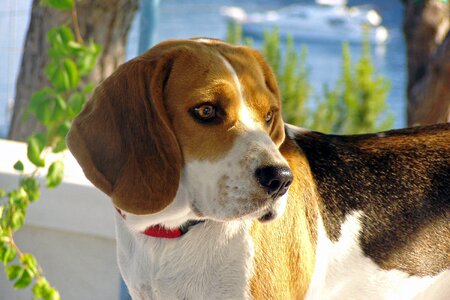 Hound determination friend