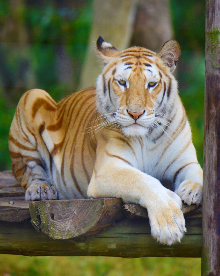 Tiger south africa seaview lion park