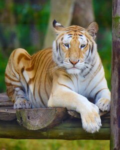 Tiger south africa seaview lion park
