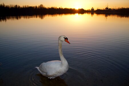 Lake abendstimmung swans photo