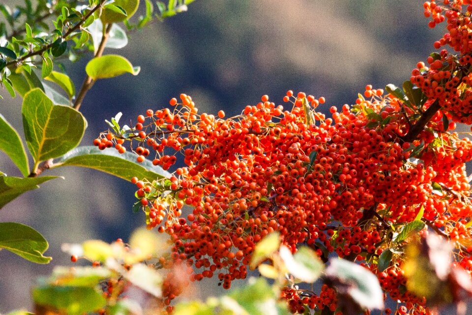 Fruit orange willow arbor
