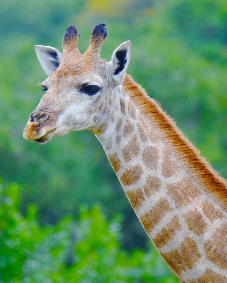 Giraffe south africa seaview lion park