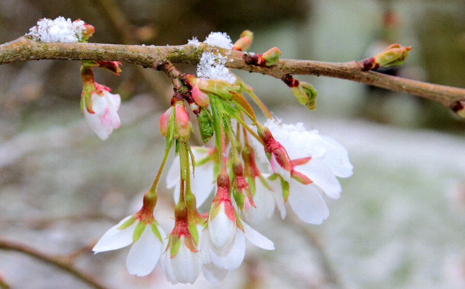 Bloom spring snow