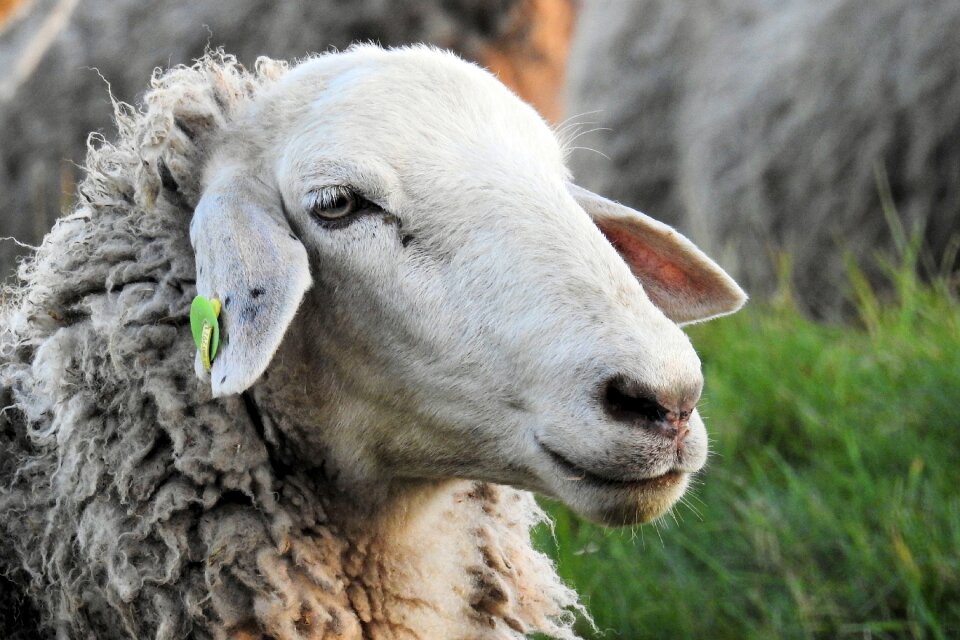 Pasture meadow livestock