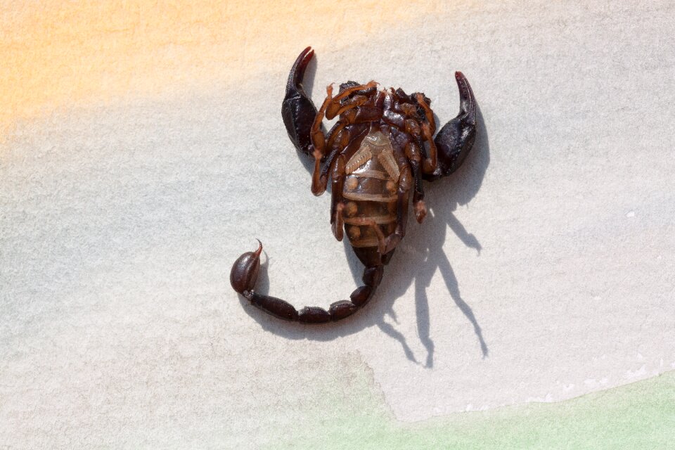 Gripper sting attack