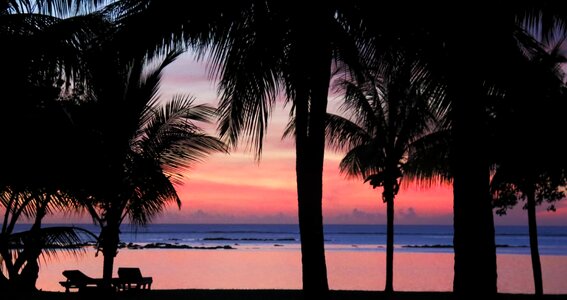 Palms tropical black sunset