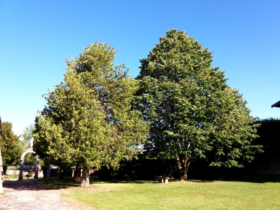 Église_Saint-Marcellin_de_Bressolles,_jardin
