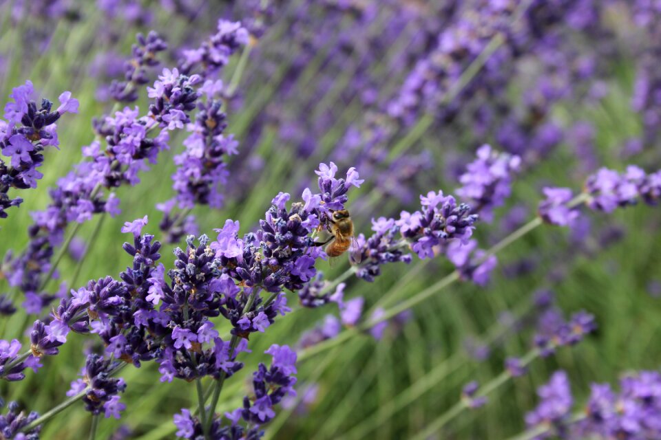 Purple insect flower