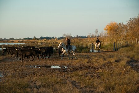 Riders gardians horses photo