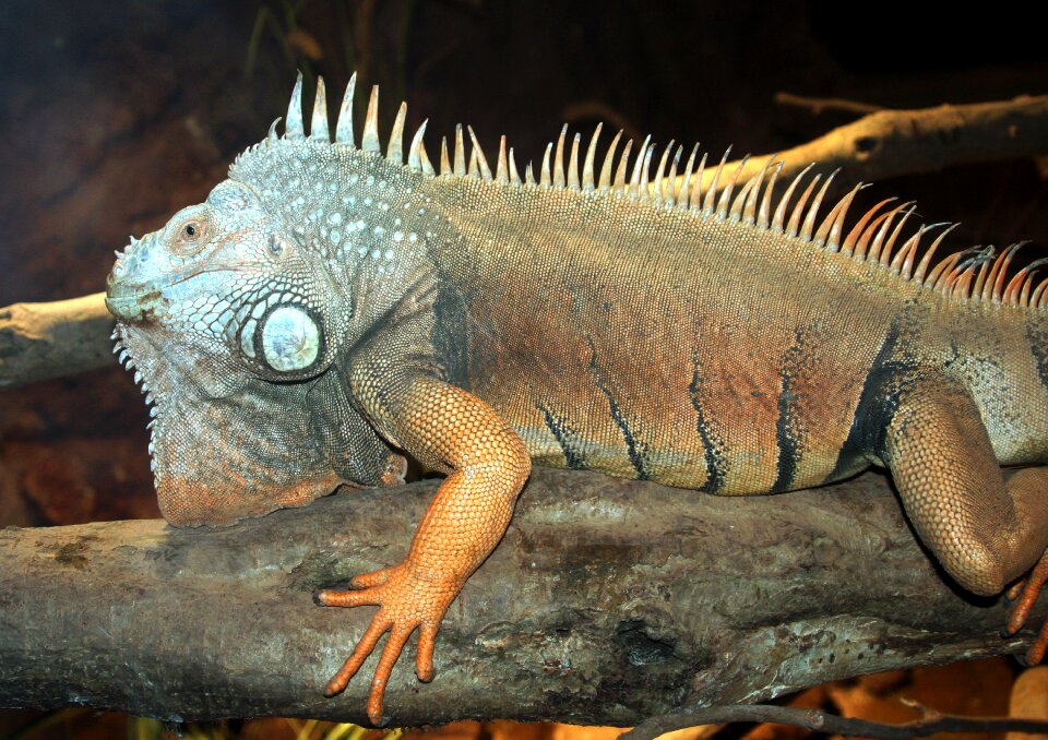 Gekko wild animal