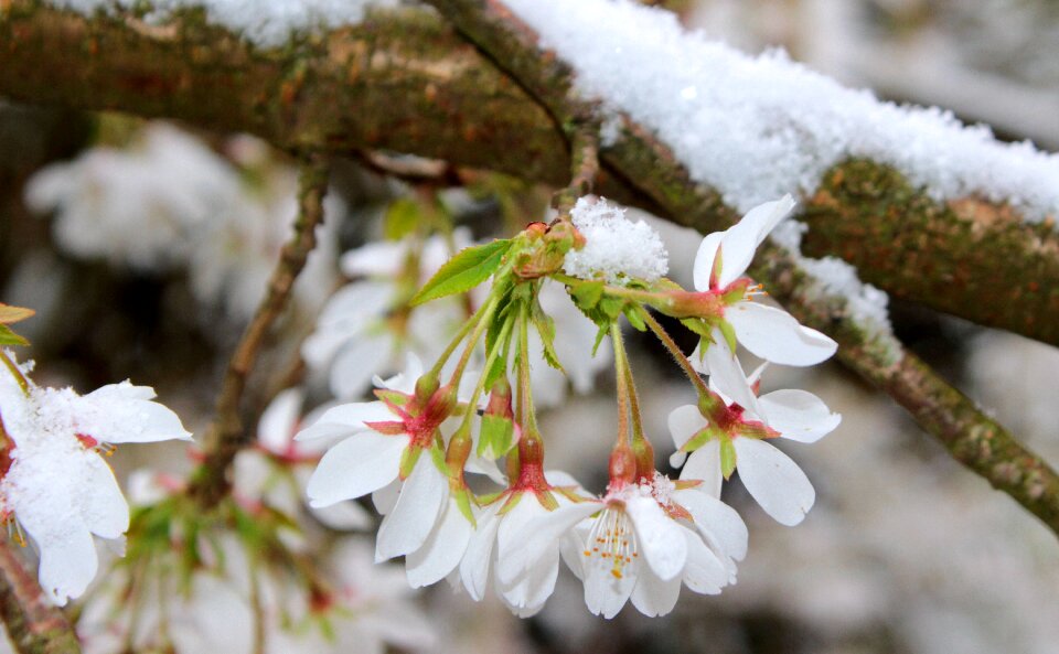 Bloom spring branch photo