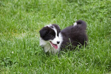 Nice dog puppy