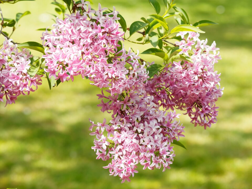 Spring purple white