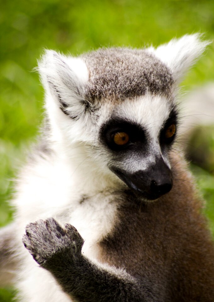 Lemur animal nature