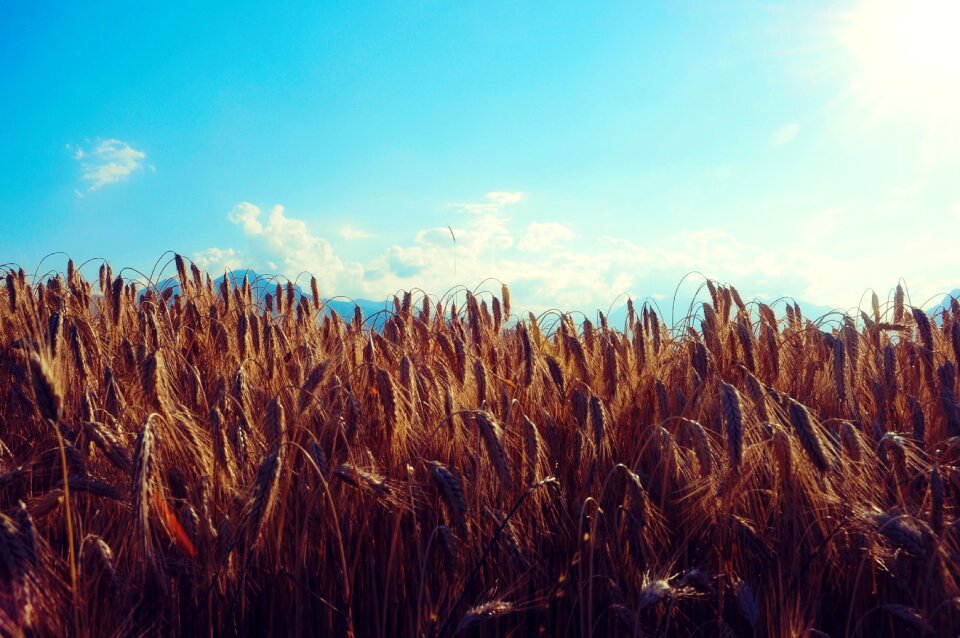 Cereals sky grain