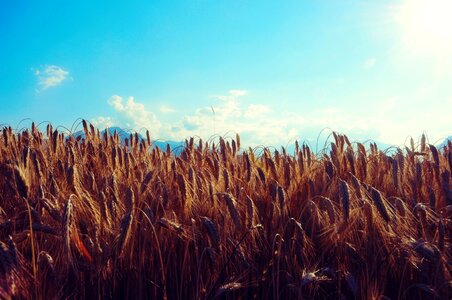 Cereals sky grain