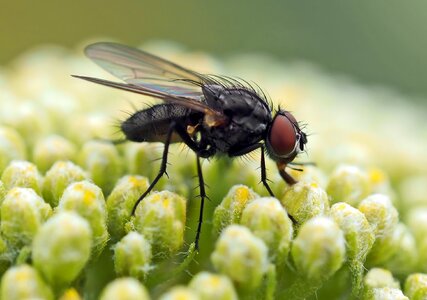 Fly insect flowering plant
