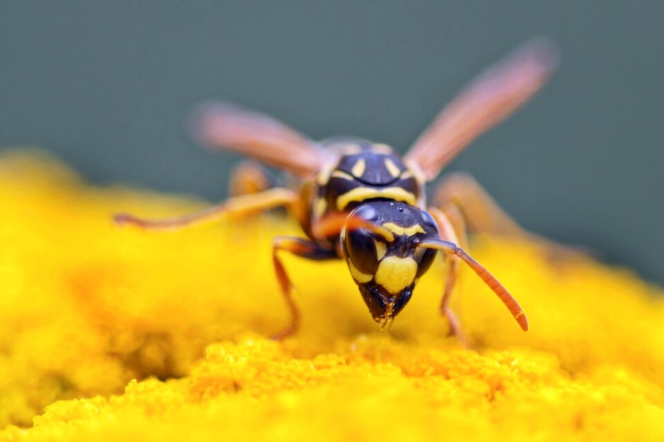 Wasp polistes dominula wild animal