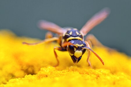 Wasp polistes dominula wild animal