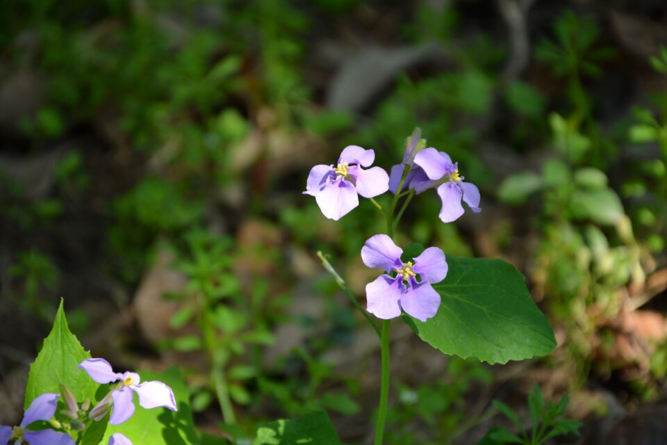 Wild flowers flower purple flower