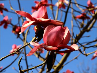 Flower tree stangalard