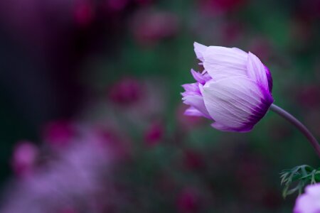 White-violet bi color blossom closed photo