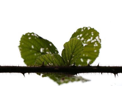 Heart green leaf
