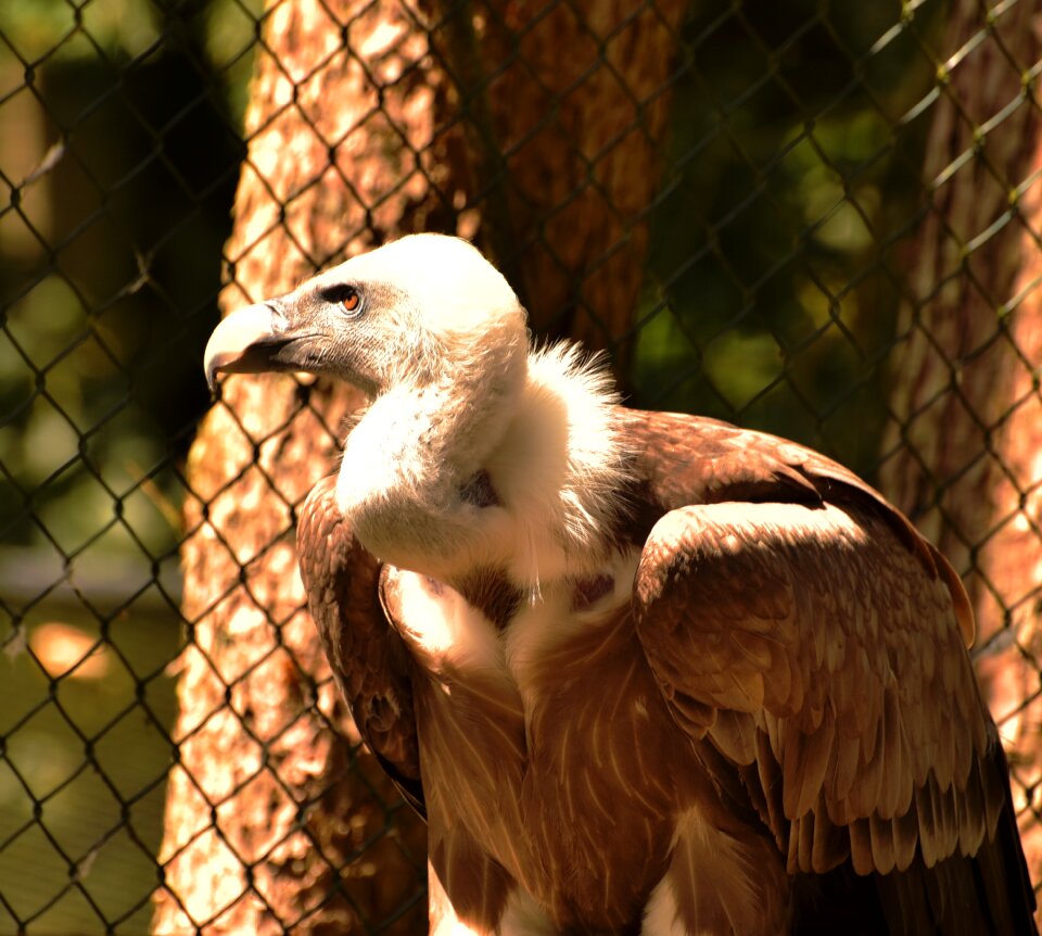 Plumage scavengers bill