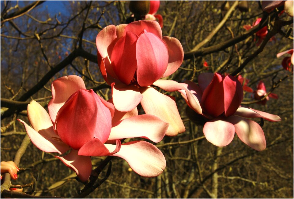 Flower tree stangalard