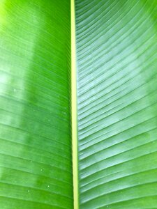 Green frond tropical photo