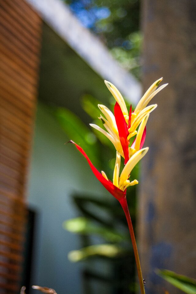 Plant flower asia