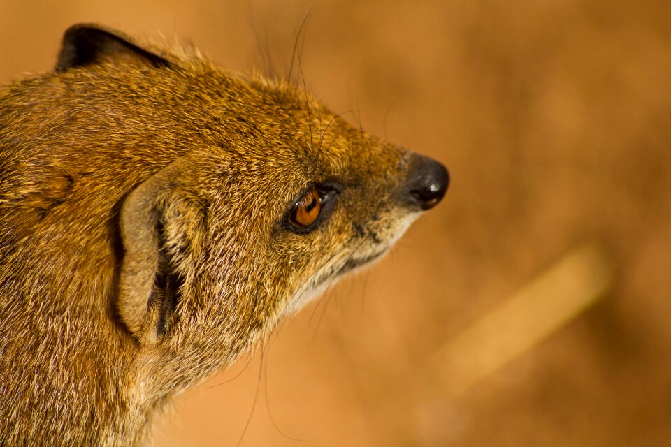 Mammal nature natural