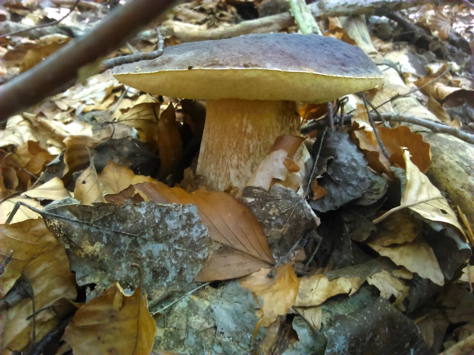 Sponge forest nature