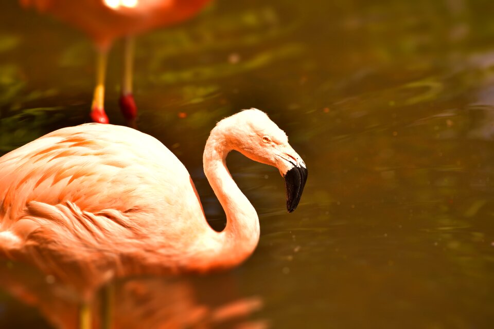 Water bird bird plumage photo