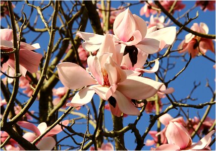 Flower tree stangalard