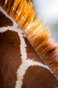 Wildlife zoo close up