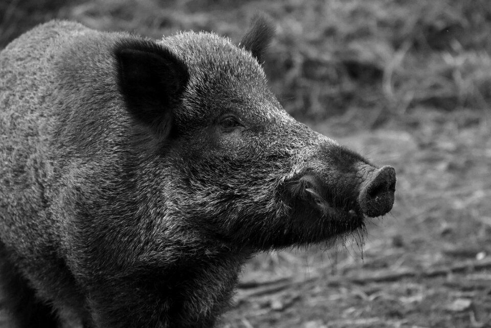 Nature mammal wild