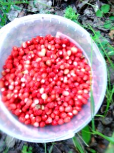 Земляника_лесная_(Fragaria_vesca)_f002