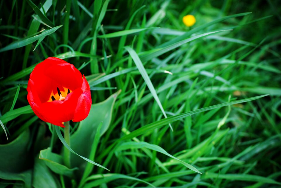 Green spring red flower