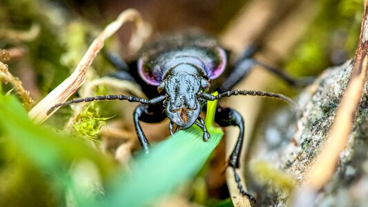 Insect animal wing photo