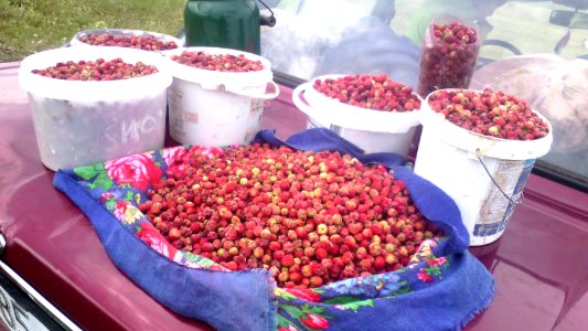 Клубника_луговая_(Fragaria_viridis)_02